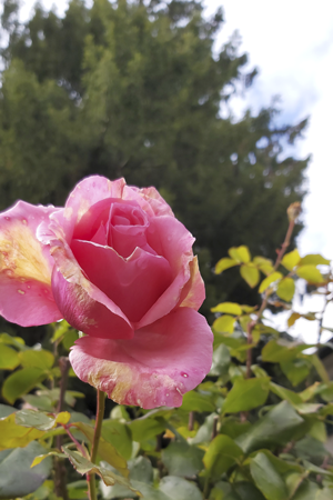 Die Schönheit der Rose